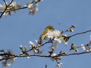 Warbling White-eye 雨引観音 Sun, 3/31/2024