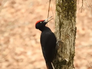 Mon, 4/8/2024 Birding report at 道南四季の杜公園