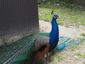 Indian Peafowl 雨引観音 Sun, 3/31/2024