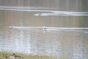 カンムリカイツブリ 昆陽池公園 2018年12月23日(日)