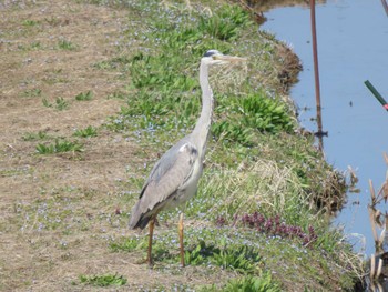 Grey Heron Izunuma Fri, 4/5/2024