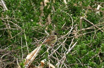 Masked Bunting 浅川河川敷 Mon, 4/8/2024