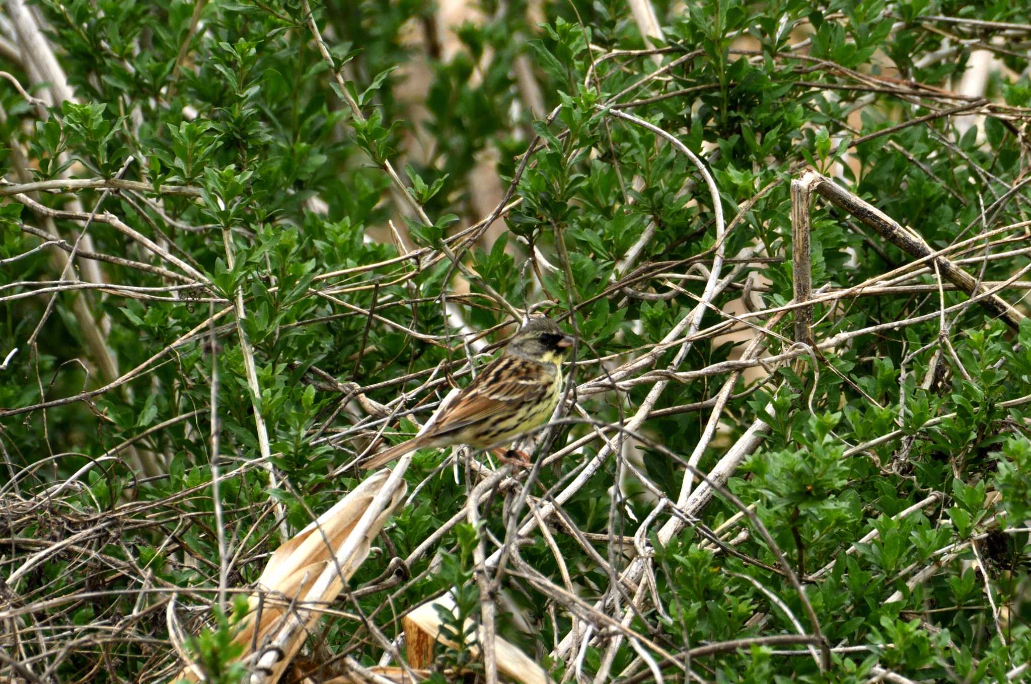 Photo of Masked Bunting at 浅川河川敷 by morinokotori