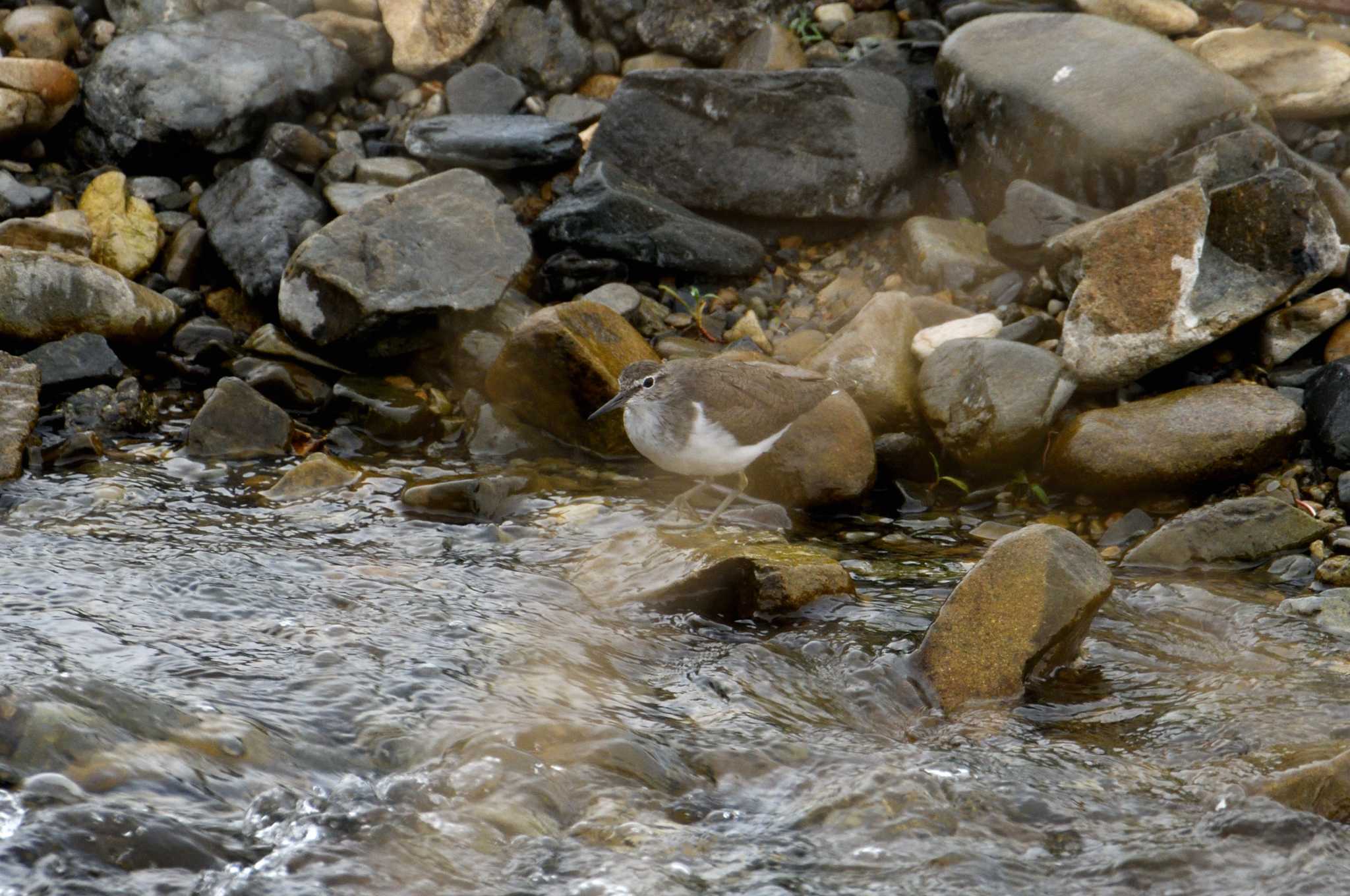 Photo of Common Sandpiper at 浅川河川敷 by morinokotori