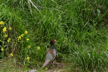 Green Pheasant 浅川河川敷 Mon, 4/8/2024