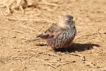 Asian Rosy Finch Mt. Tsukuba Sat, 2/4/2023