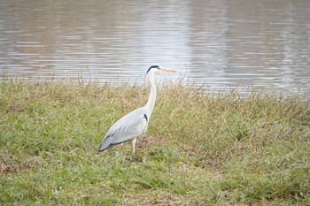 アオサギ 昆陽池公園 2018年12月23日(日)