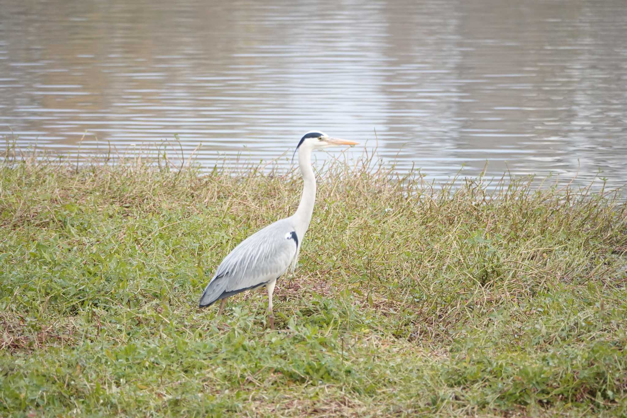 昆陽池公園 アオサギの写真 by レスター