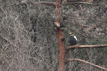 Steller's Sea Eagle 山本山(滋賀県) Fri, 2/23/2024