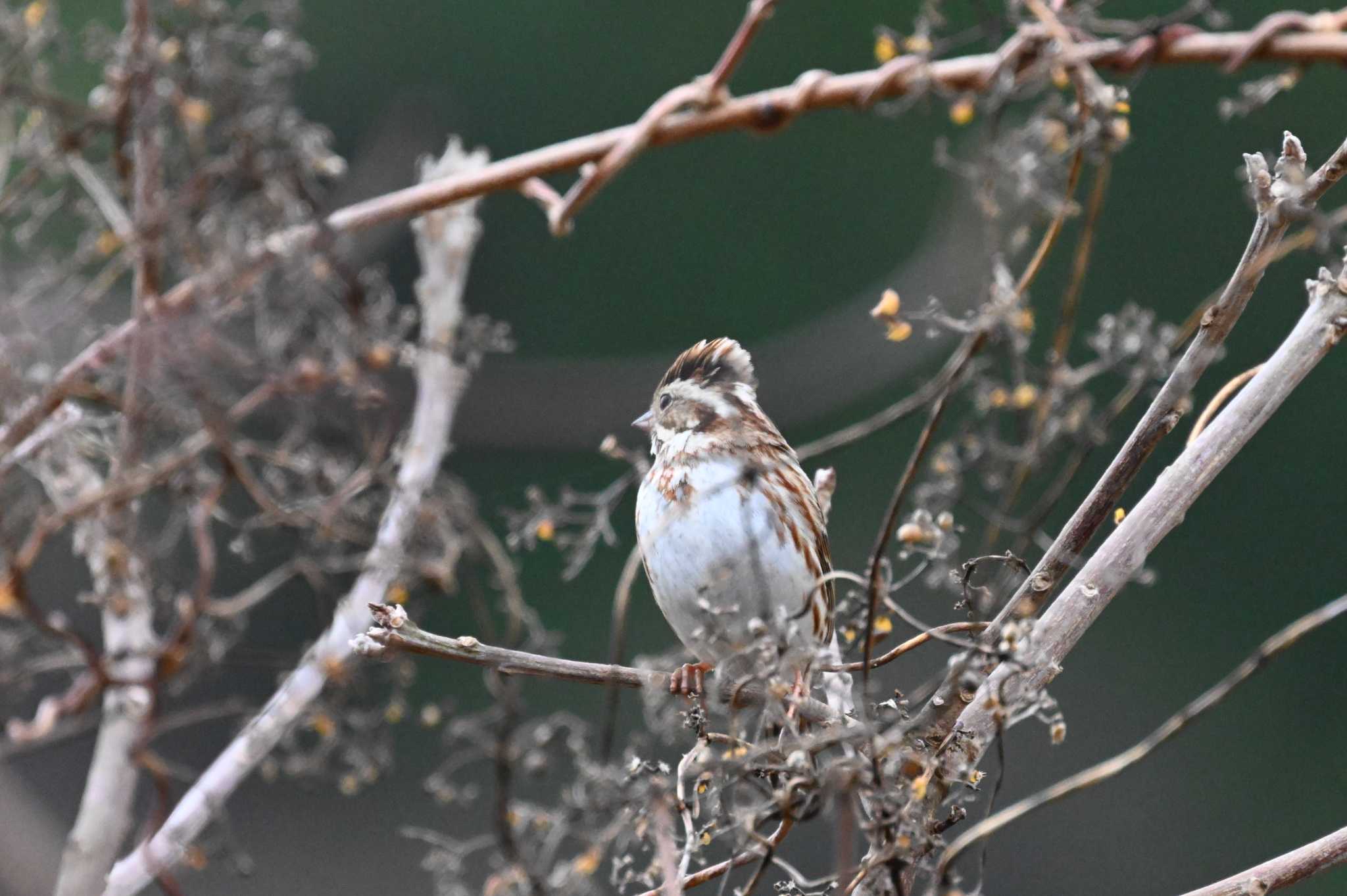 Rustic Bunting