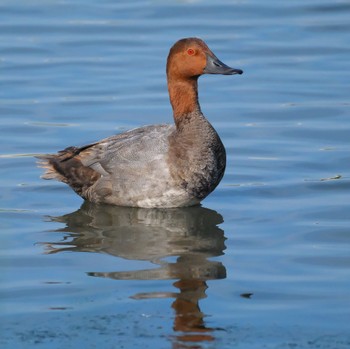 Common Pochard Tokyo Port Wild Bird Park Sat, 8/6/2022