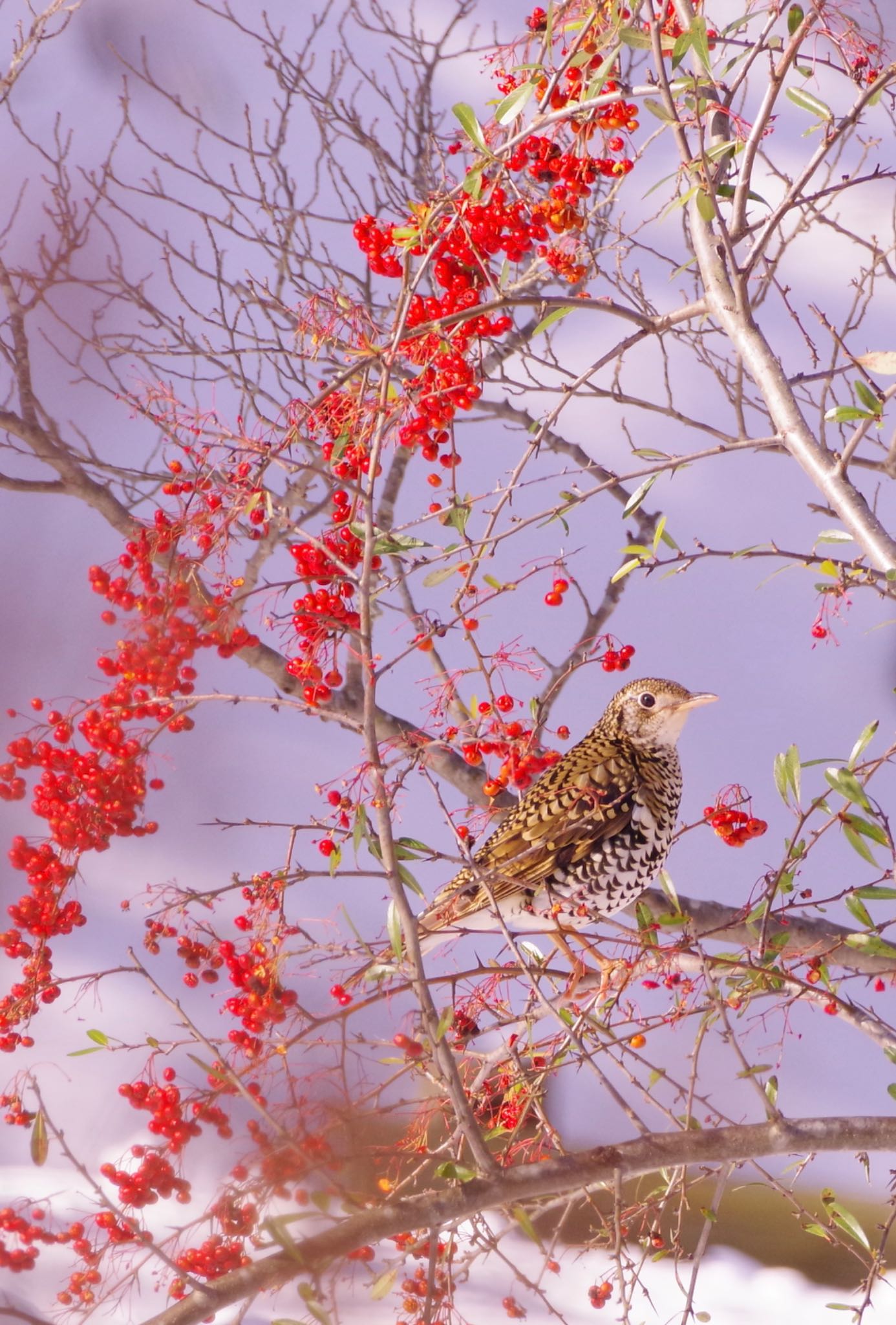 Photo of White's Thrush at 福島市小鳥の森 by 015