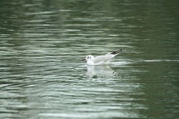 2021年12月27日(月) 洗足池公園の野鳥観察記録