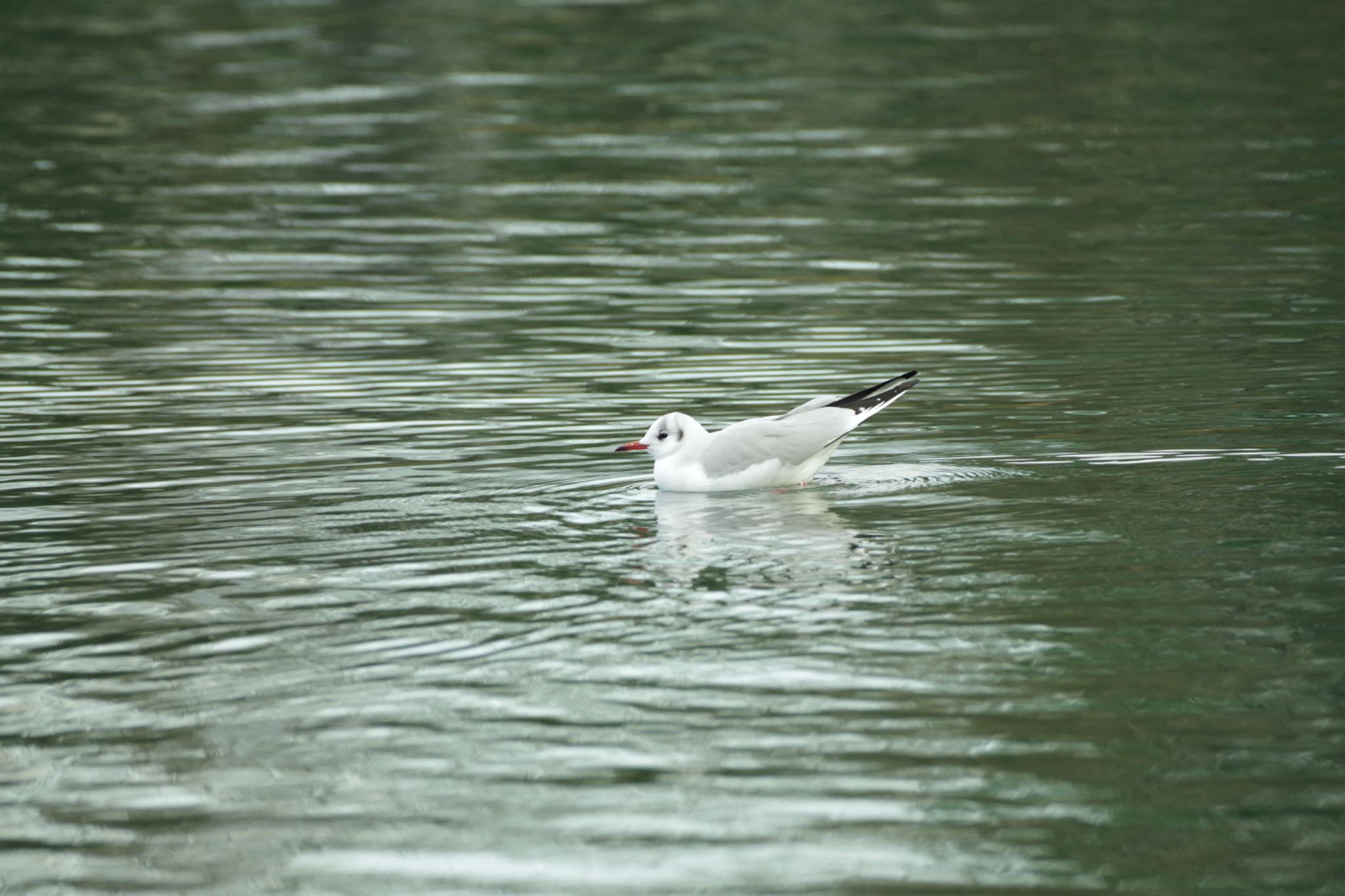 洗足池公園 ユリカモメの写真 by 015