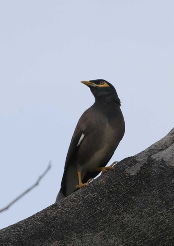 Common Myna Wachirabenchathat Park(Suan Rot Fai) Wed, 4/3/2024