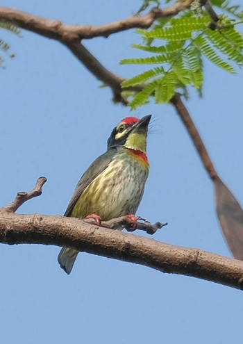 ムネアカゴシキドリ Wachirabenchathat Park(Suan Rot Fai) 2024年4月3日(水)