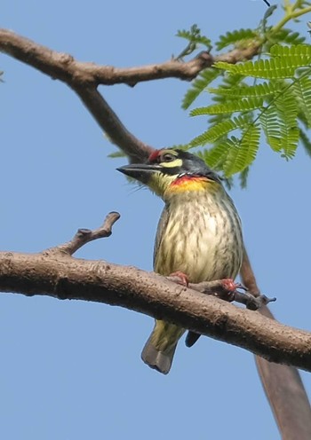 Coppersmith Barbet Wachirabenchathat Park(Suan Rot Fai) Wed, 4/3/2024
