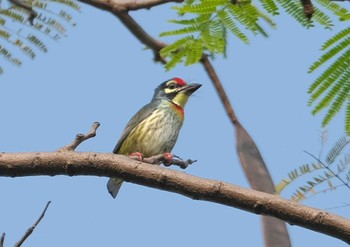 Coppersmith Barbet Wachirabenchathat Park(Suan Rot Fai) Wed, 4/3/2024