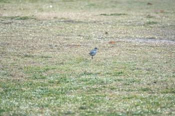 Wagtail Koyaike Park Sun, 12/23/2018