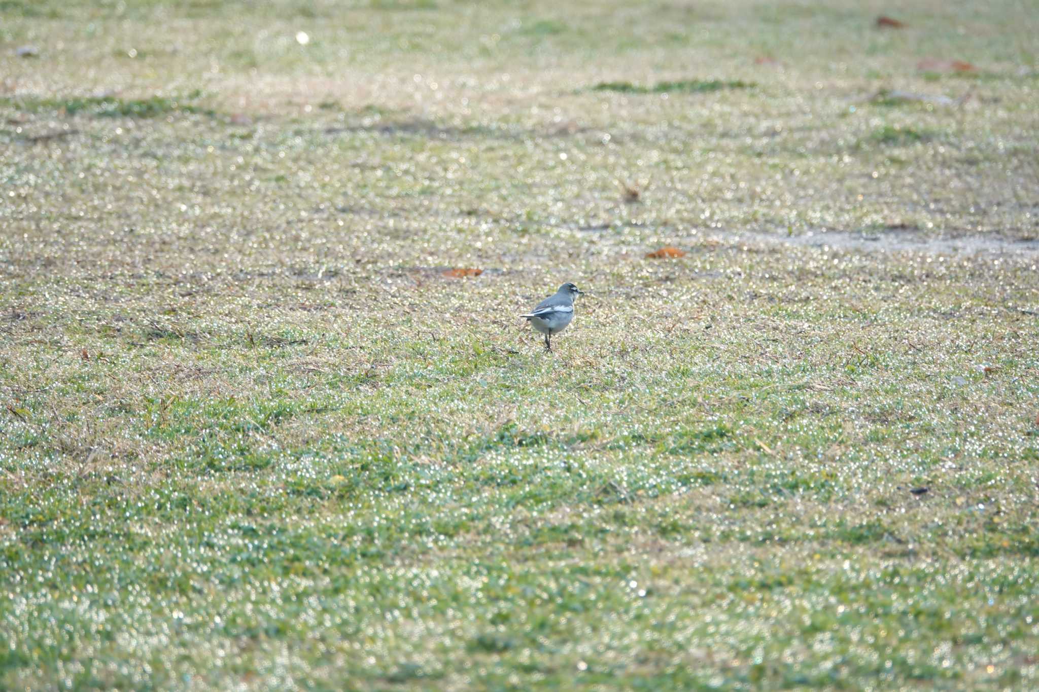 昆陽池公園 セキレイの写真 by レスター