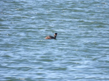 Black-necked Grebe 大津漁港(中津郡豊頃町) Mon, 3/25/2024