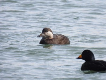 Mon, 3/25/2024 Birding report at 大津漁港(中津郡豊頃町)