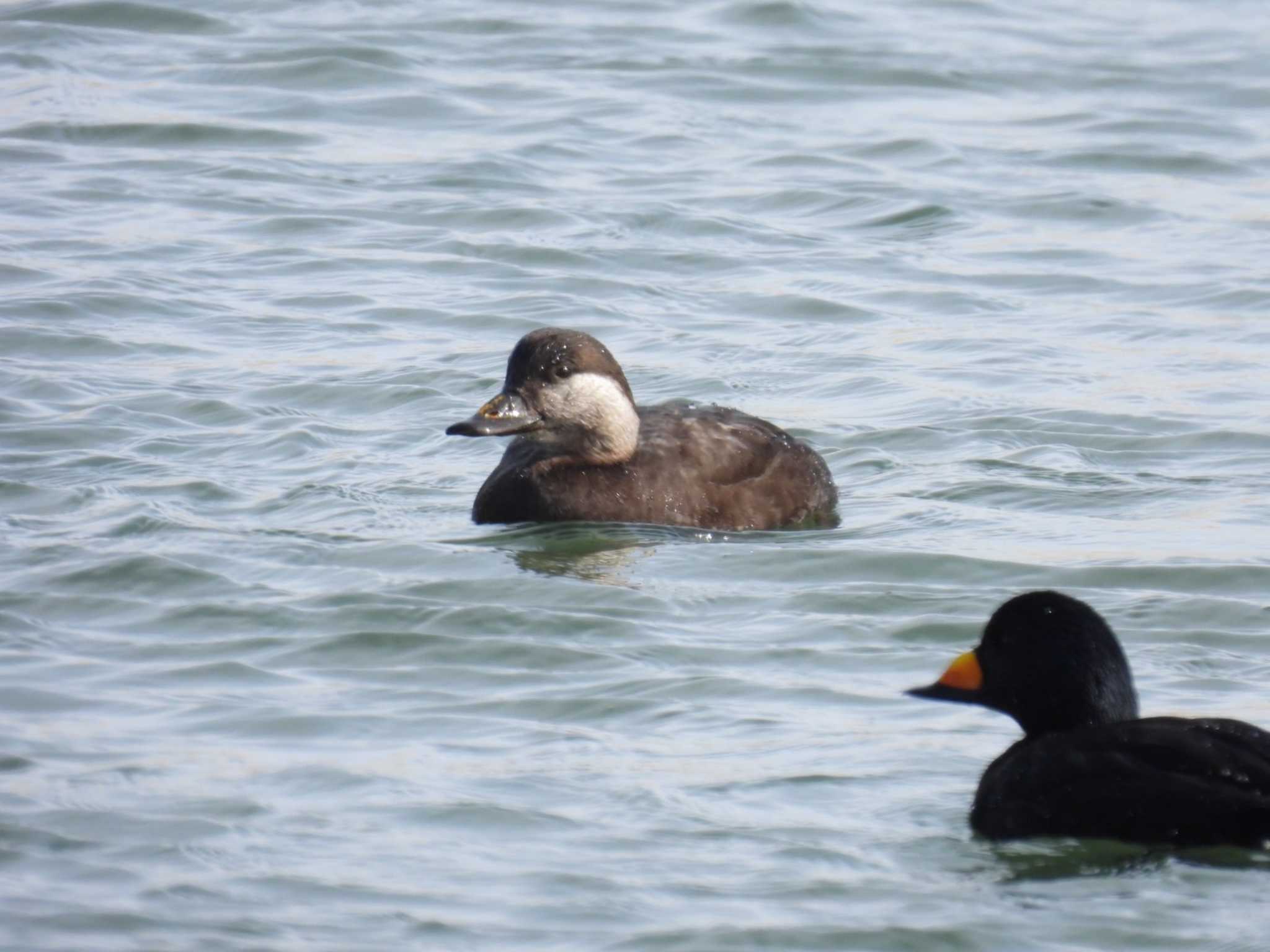 Photo of Black Scoter at 大津漁港(中津郡豊頃町) by ノビタキ王国の住民 