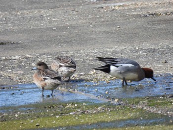 Eurasian Wigeon 大津漁港(中津郡豊頃町) Mon, 3/25/2024