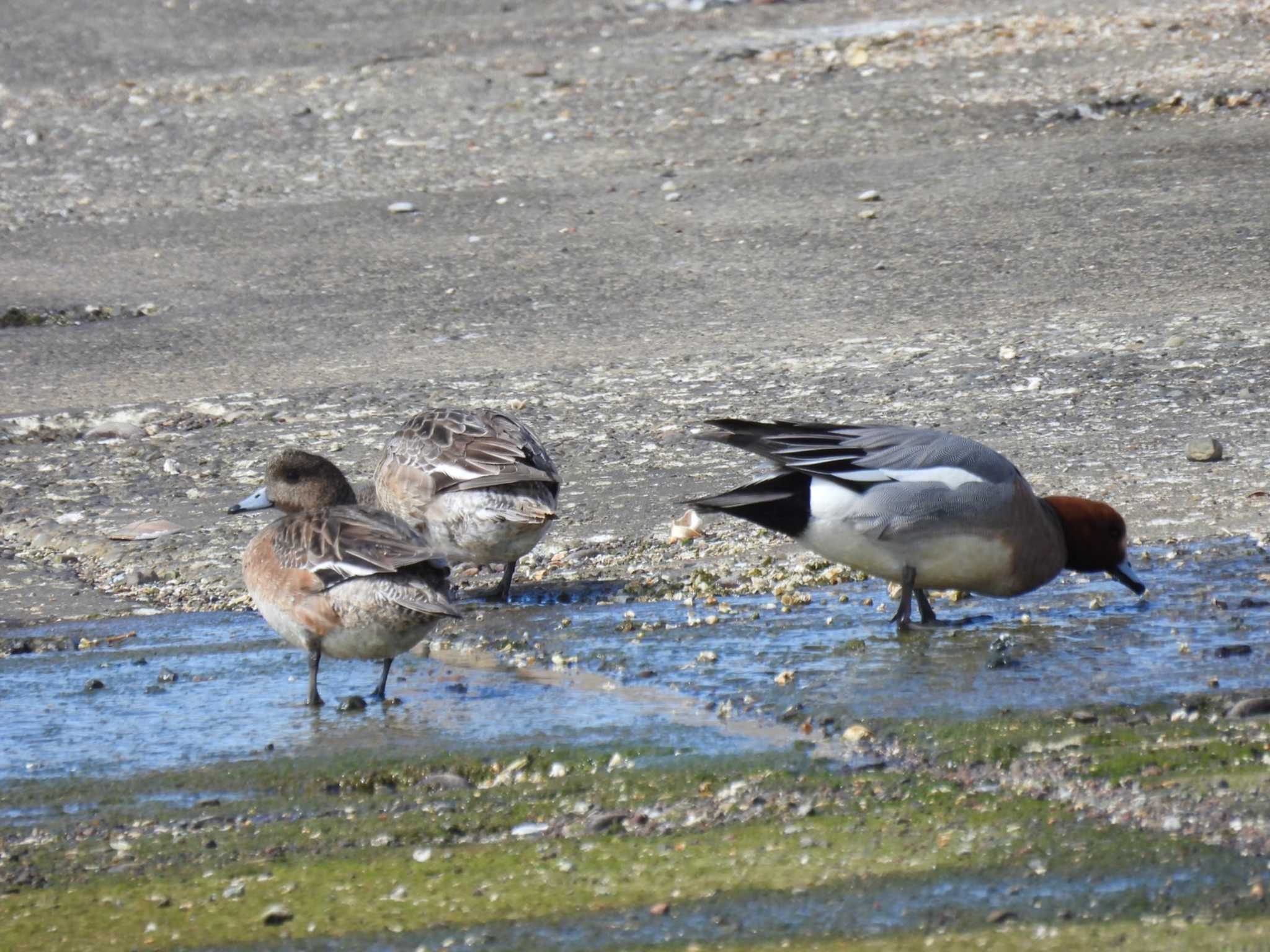 Eurasian Wigeon