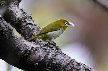 Japanese White-eye(loochooensis) 那覇 Mon, 4/8/2024