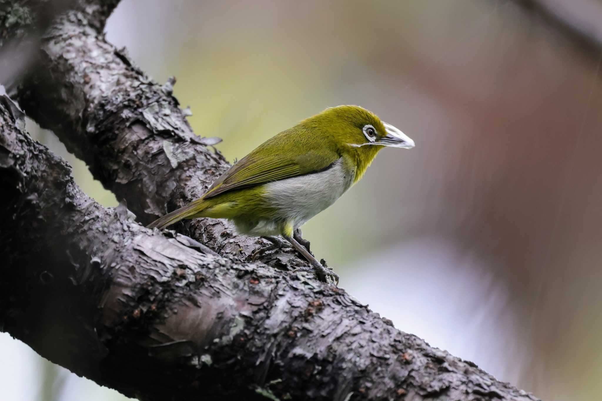 Photo of Japanese White-eye(loochooensis) at 那覇 by トビトチヌ