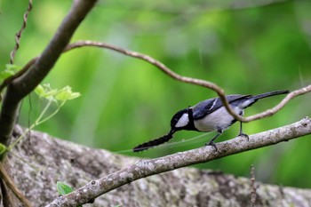 Japanese Tit(okinawae) 那覇 Mon, 4/8/2024