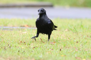 リュウキュウハシブトガラス 国頭村(沖縄県) 2024年4月5日(金)