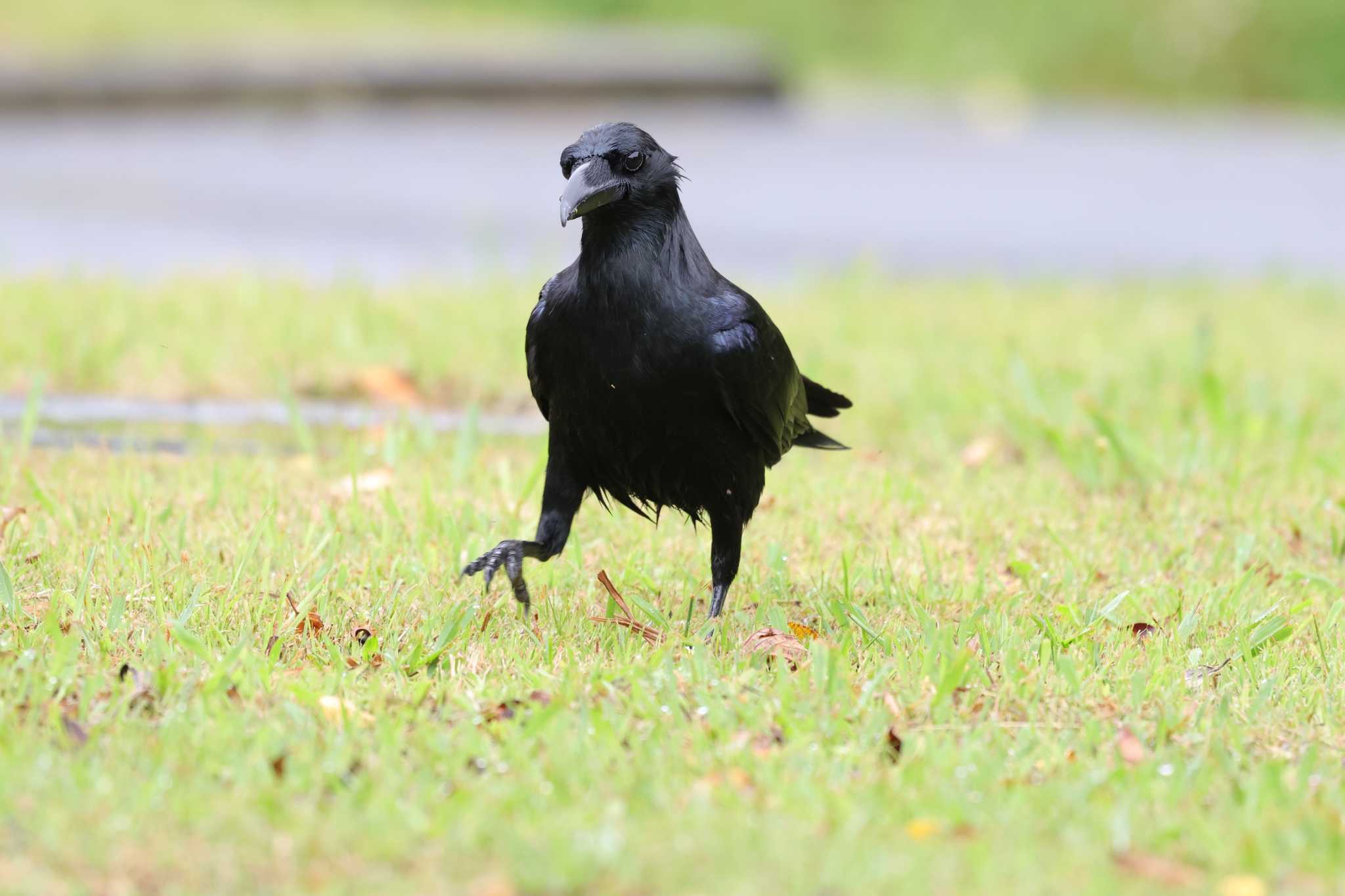 Photo of リュウキュウハシブトガラス at Kunigamison by トビトチヌ