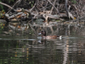 Baer's Pochard Mizumoto Park Sun, 4/7/2024