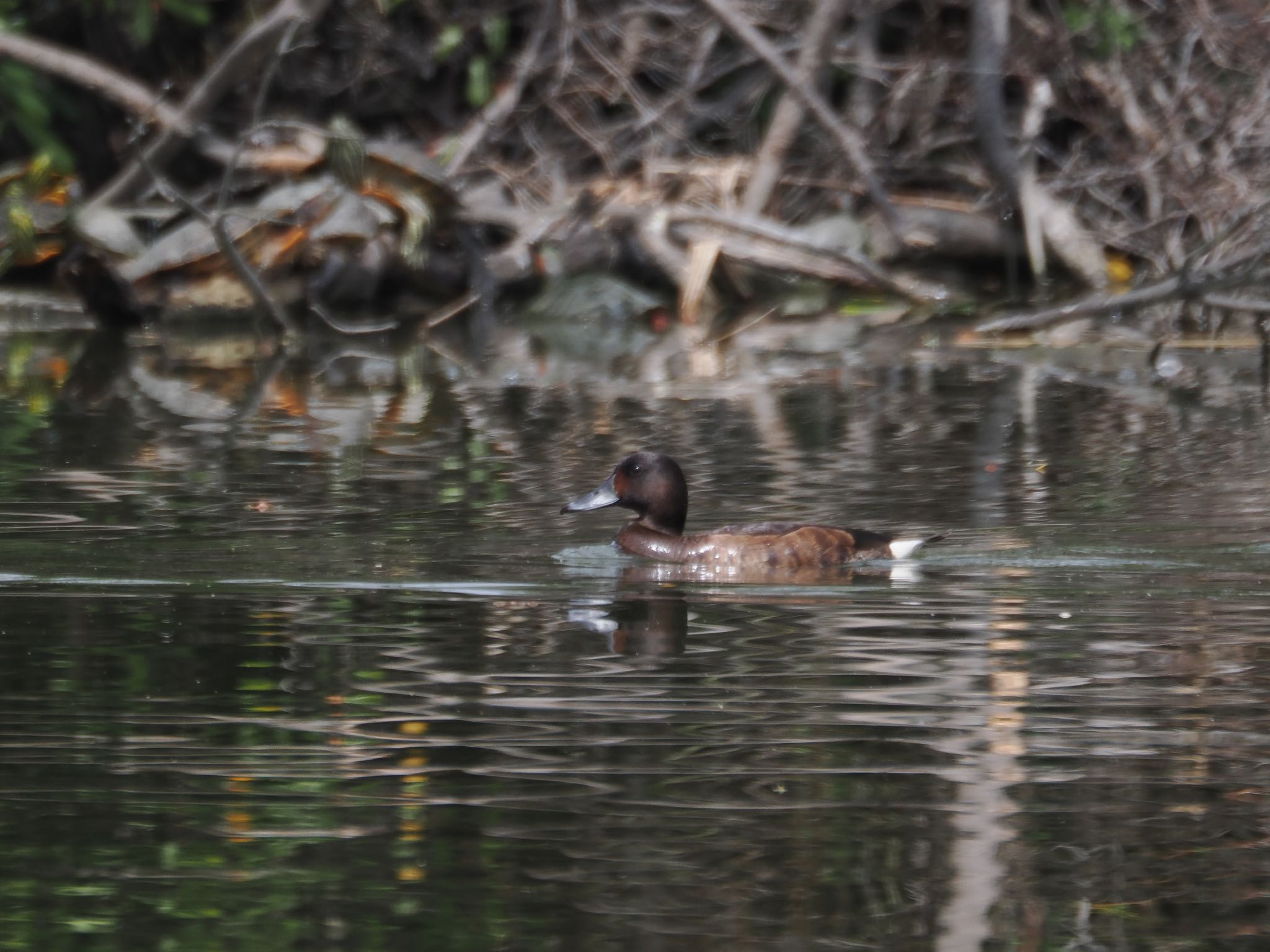 Baer's Pochard