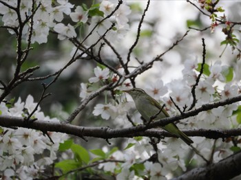 2024年4月7日(日) 水元公園の野鳥観察記録