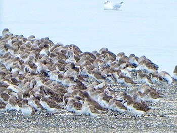 ハマシギ ふなばし三番瀬海浜公園 2024年4月6日(土)