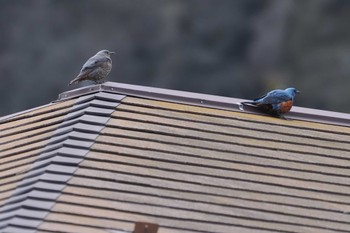 Blue Rock Thrush 浦賀港 Sat, 4/6/2024