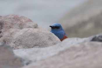 Blue Rock Thrush 浦賀港 Sat, 4/6/2024