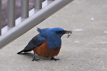 Blue Rock Thrush 浦賀港 Sat, 4/6/2024