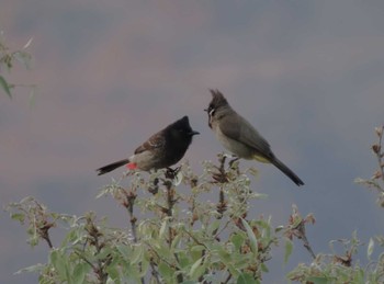 Himalayan Bulbul Uttaranchal Mon, 4/8/2024