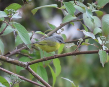 Grey-hooded Warbler Uttaranchal Mon, 4/8/2024