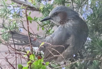 Brown-eared Bulbul 自宅 Tue, 4/2/2024