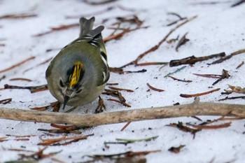 Goldcrest 前田森林公園(札幌市) Sun, 4/7/2024