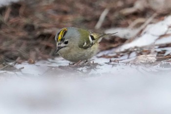 Goldcrest 前田森林公園(札幌市) Sun, 4/7/2024