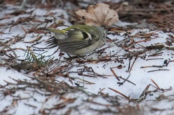 Goldcrest 前田森林公園(札幌市) Sun, 4/7/2024