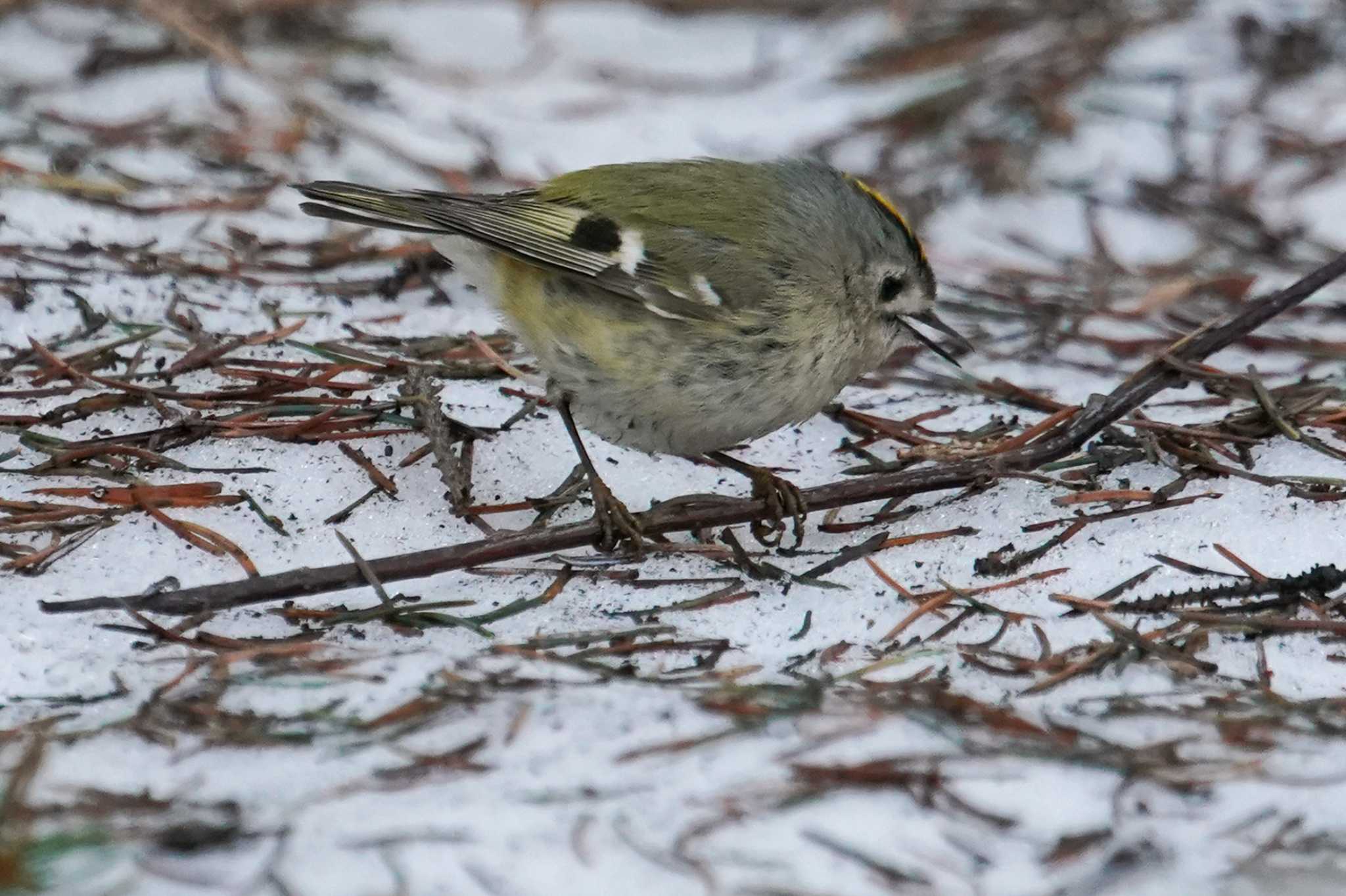 Photo of Goldcrest at 前田森林公園(札幌市) by 98_Ark (98ｱｰｸ)