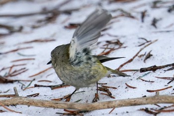 Goldcrest 前田森林公園(札幌市) Sun, 4/7/2024