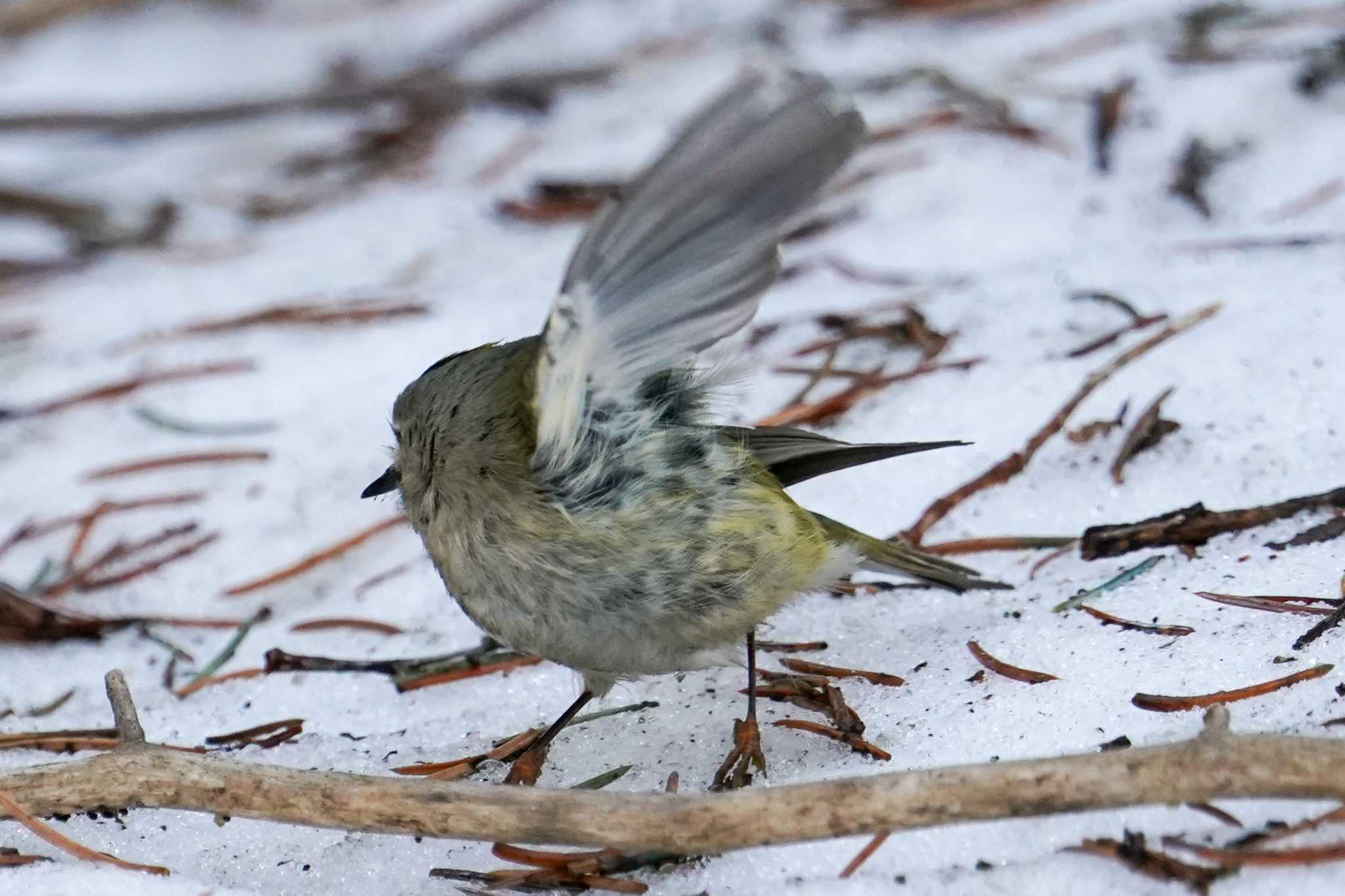 Photo of Goldcrest at 前田森林公園(札幌市) by 98_Ark (98ｱｰｸ)